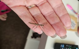 Stick Insects invertebrates for sale: Stick insect nymphs - Image 2