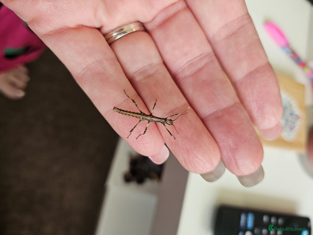 Stick Insects invertebrates for sale: Stick insect nymphs - Image 2