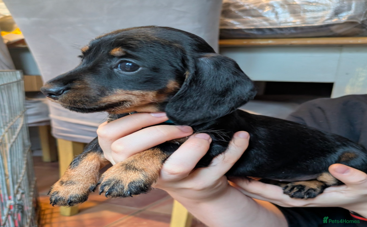Miniature Dachshund dogs Miniature dachshund puppies - Advert 7