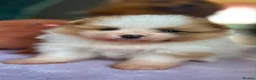 Pomeranian dogs for sale:  Pomeranian Puppies – Available to Reserve - Advert 4