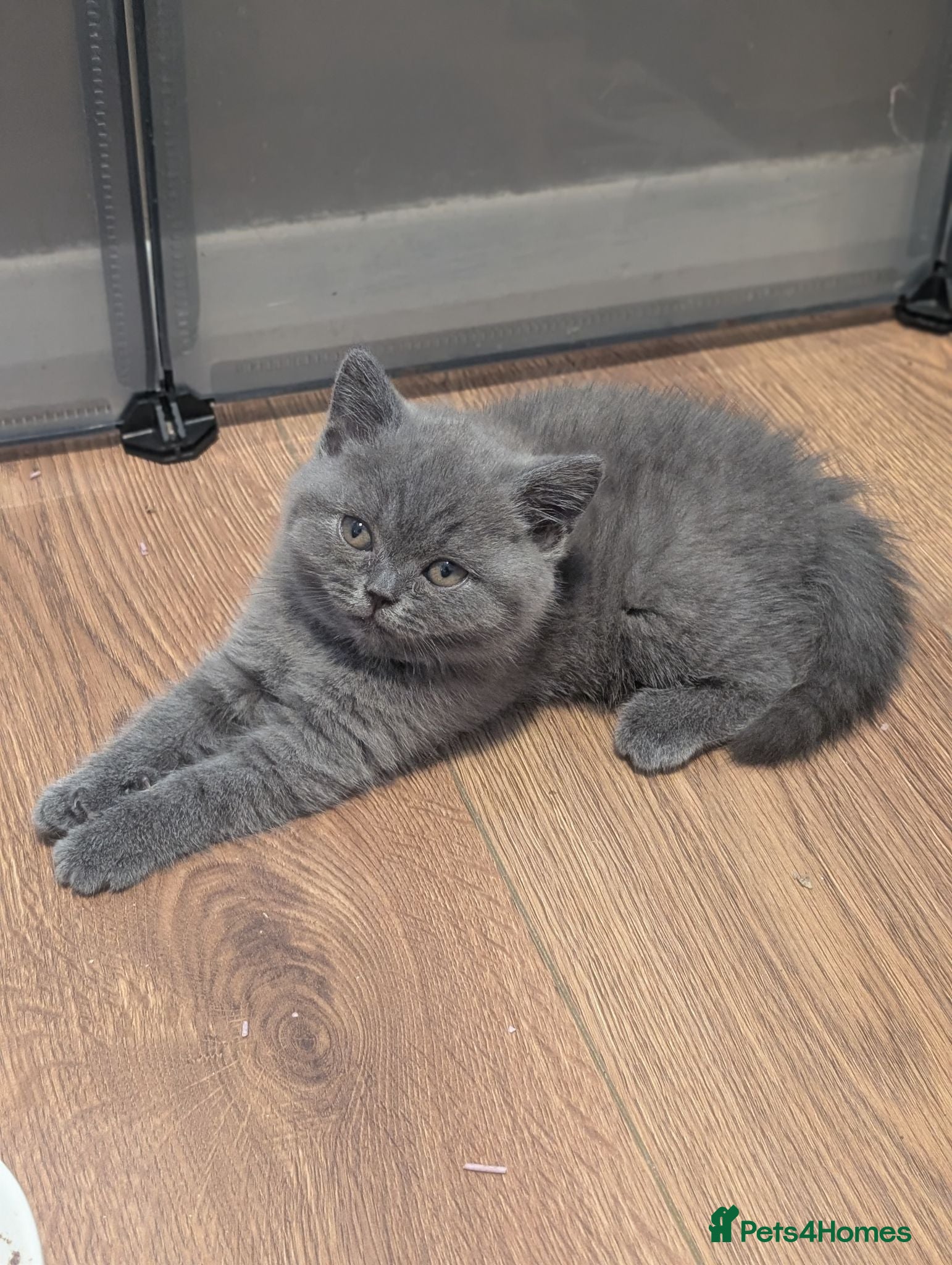 British Shorthair cats British shorthair and longhair kittens  - Advert 16
