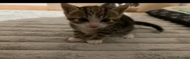 Mixed Breed 3