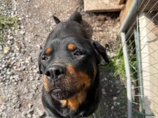 Rottweiler dogs Beautiful Rottweiler puppies in Radstock - Advert 12