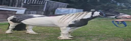 Irish Cob horses for sale: Lovely family cob for sale  - Advert 2