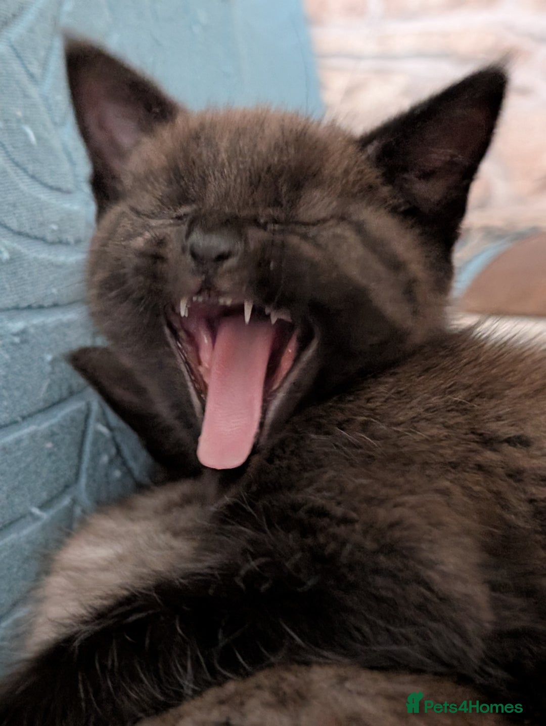 Maine Coon cats for sale: Maine Coon X kittens - Image 12
