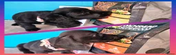 Miniature Dachshund dogs for sale: REDUCED✨️ RTG NOW✨️SOLID COLOURS✨️ MINI DACHSHUNDS - Advert 10