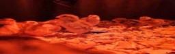 Quail poultry for sale: Quail chick - Advert 1