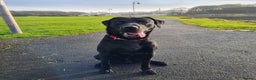 Labrador Retriever dogs for stud: Health tested Labrador retriever proven stud in Kirkliston - Advert 8