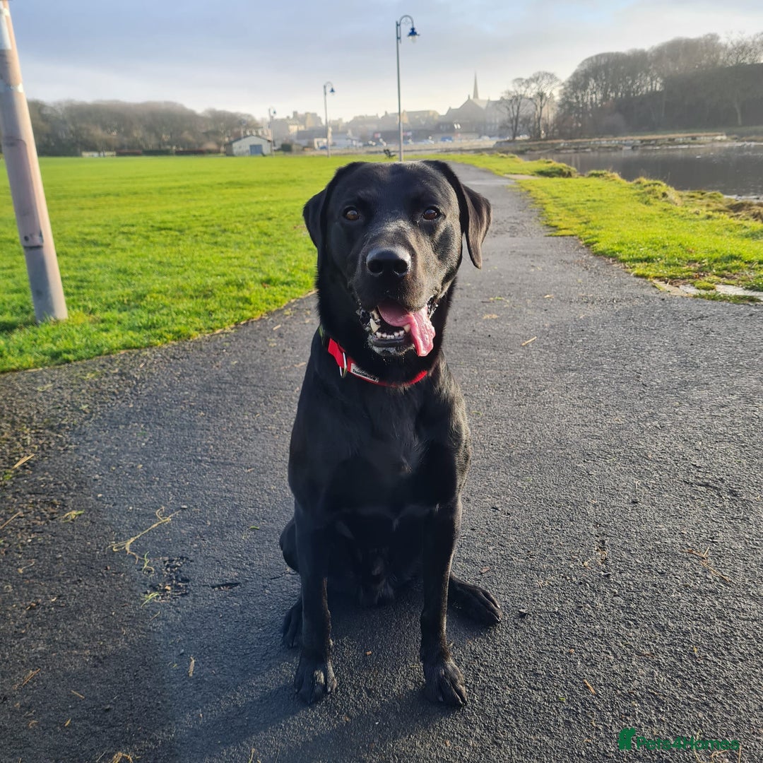 Labrador Retriever dogs for stud: Health tested Labrador retriever proven stud in Kirkliston - Image 8