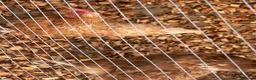 Chickens poultry for sale: Chicken set up, hens and coop/house  - Advert 5