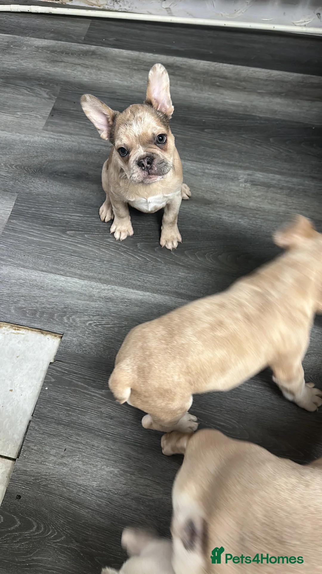 French Bulldog dogs for sale: French bulldog in Havant - Advert 3