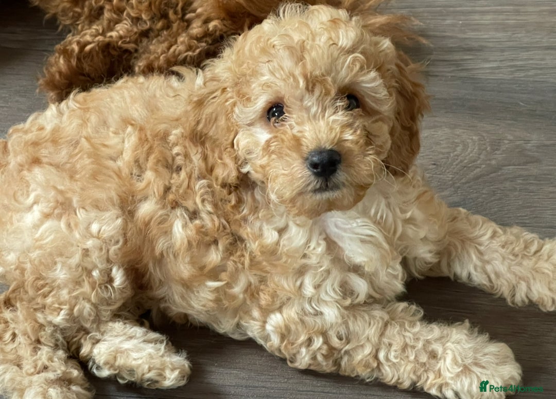 Miniature Poodle dogs for sale: 🐩♥️Kc reg miniature poodles♥️🐩 - Image 8