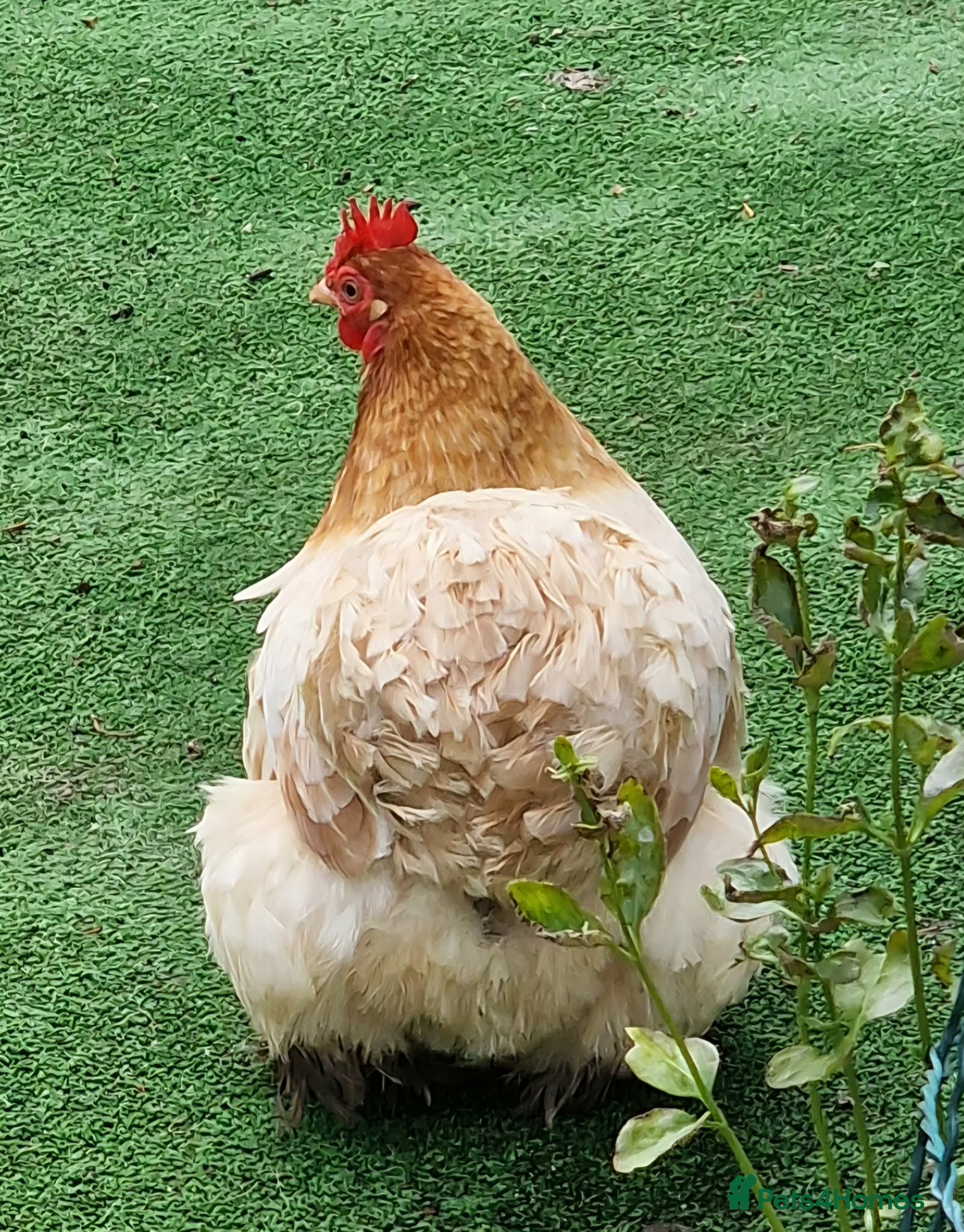 Chickens poultry for sale: Pekin bantam in Poole - Advert 3