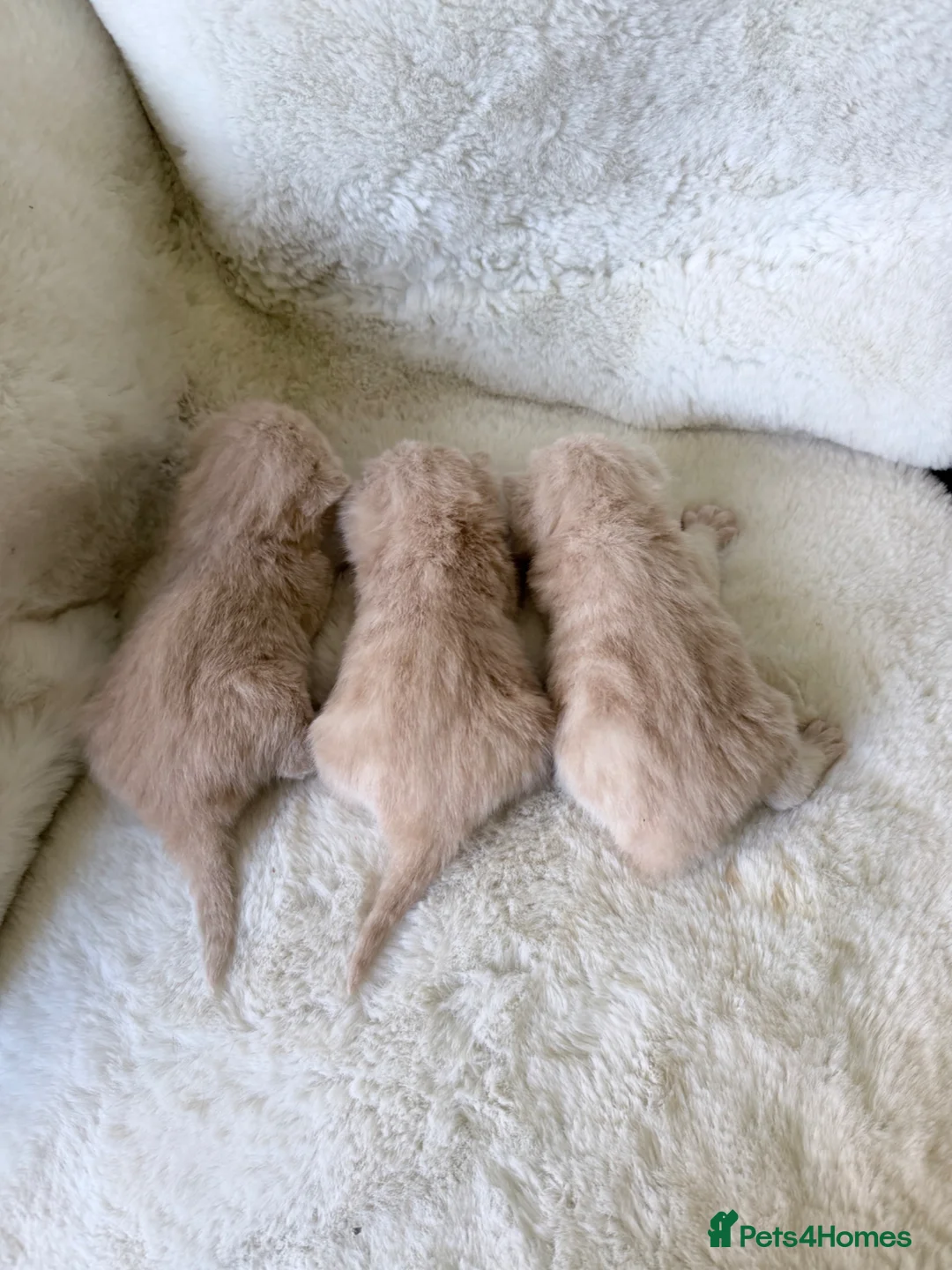 British Shorthair cats for sale: GCCF British shorthair kittens  - Advert 10