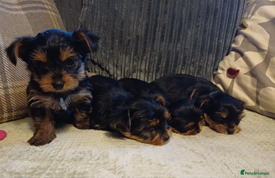 Yorkshire Terrier dogs for sale: Gorgeous puppies❤️❤️🩵🩵 - Advert 17