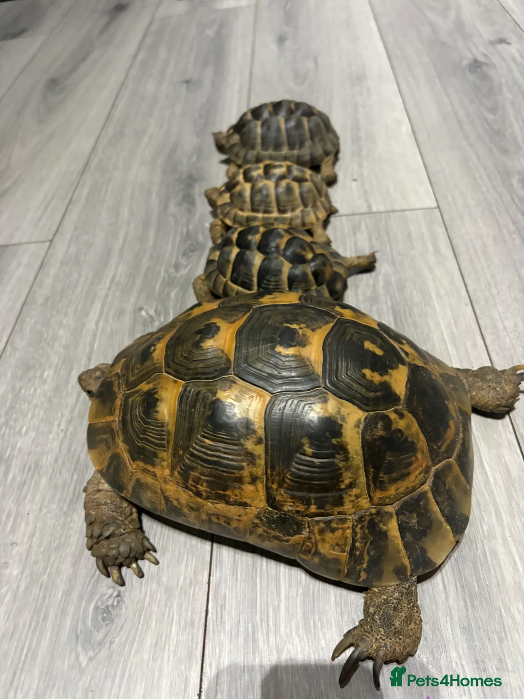 Tortoise reptiles for sale: greek spur-thighed tortoises - Advert 7