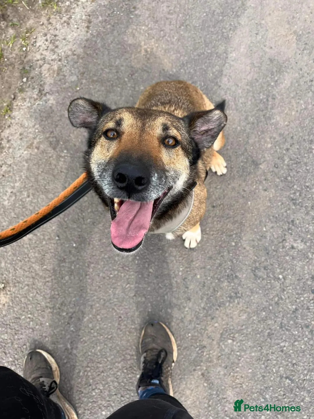 Mixed Breed dogs for adoption: Meet Faith, currently residing in Cheshire  in Nantwich - Advert 5