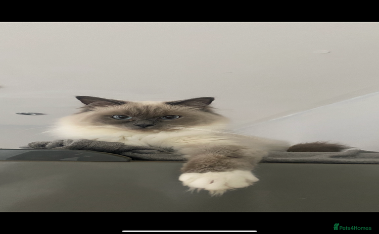 Ragdoll cats - Advert 1