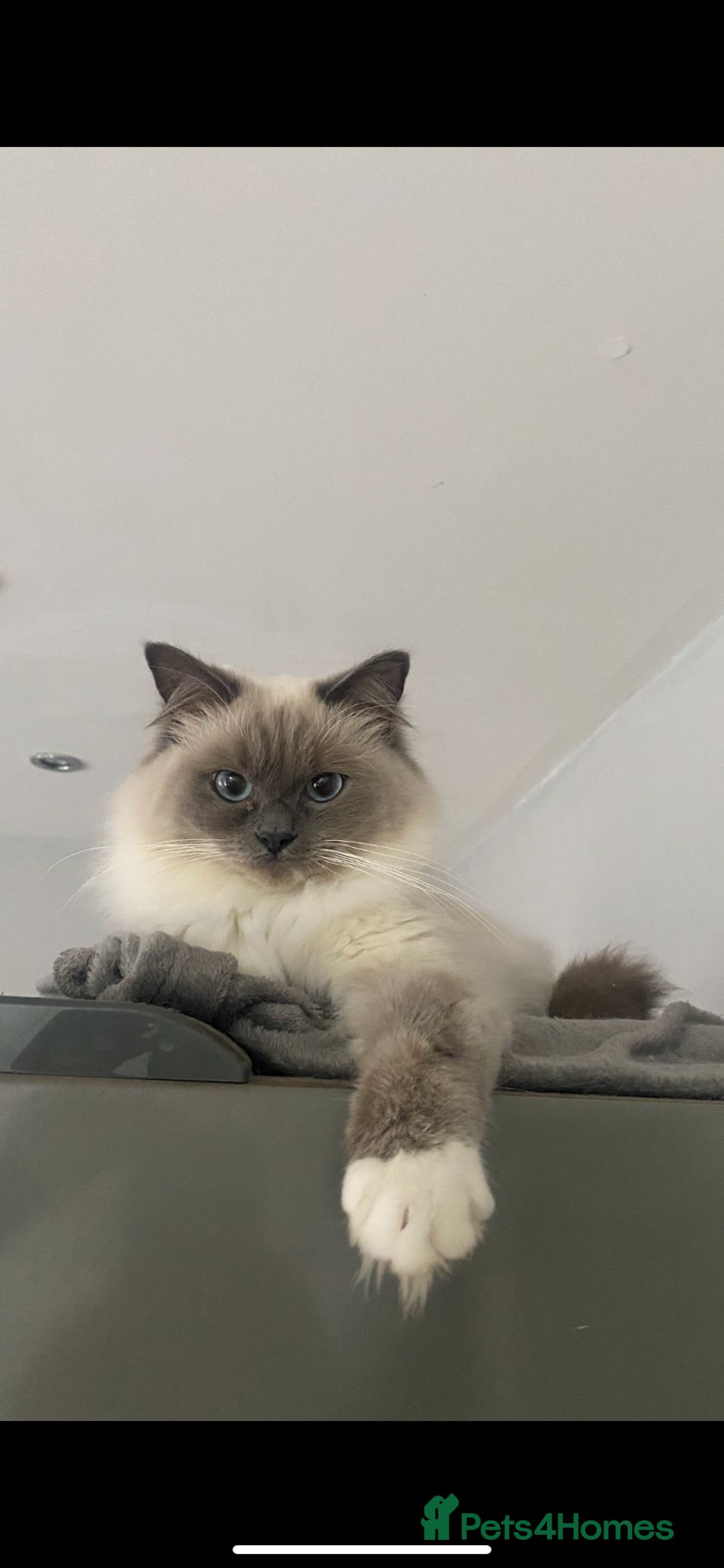 Ragdoll cats for sale: Beautiful female ragdoll - Image 1