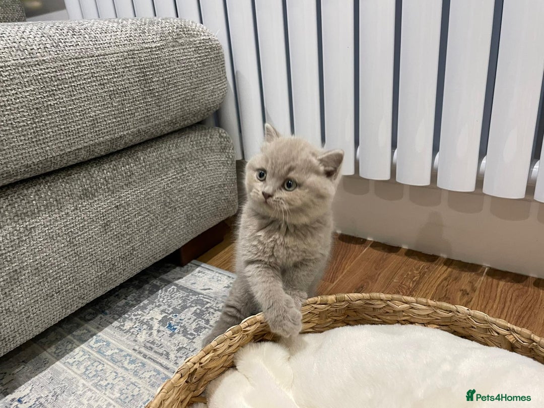British Shorthair cats for sale: Beautiful GCCF Chunky British Shorthair Kittens!  - Image 5