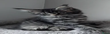 Maine Coon Kitten 2