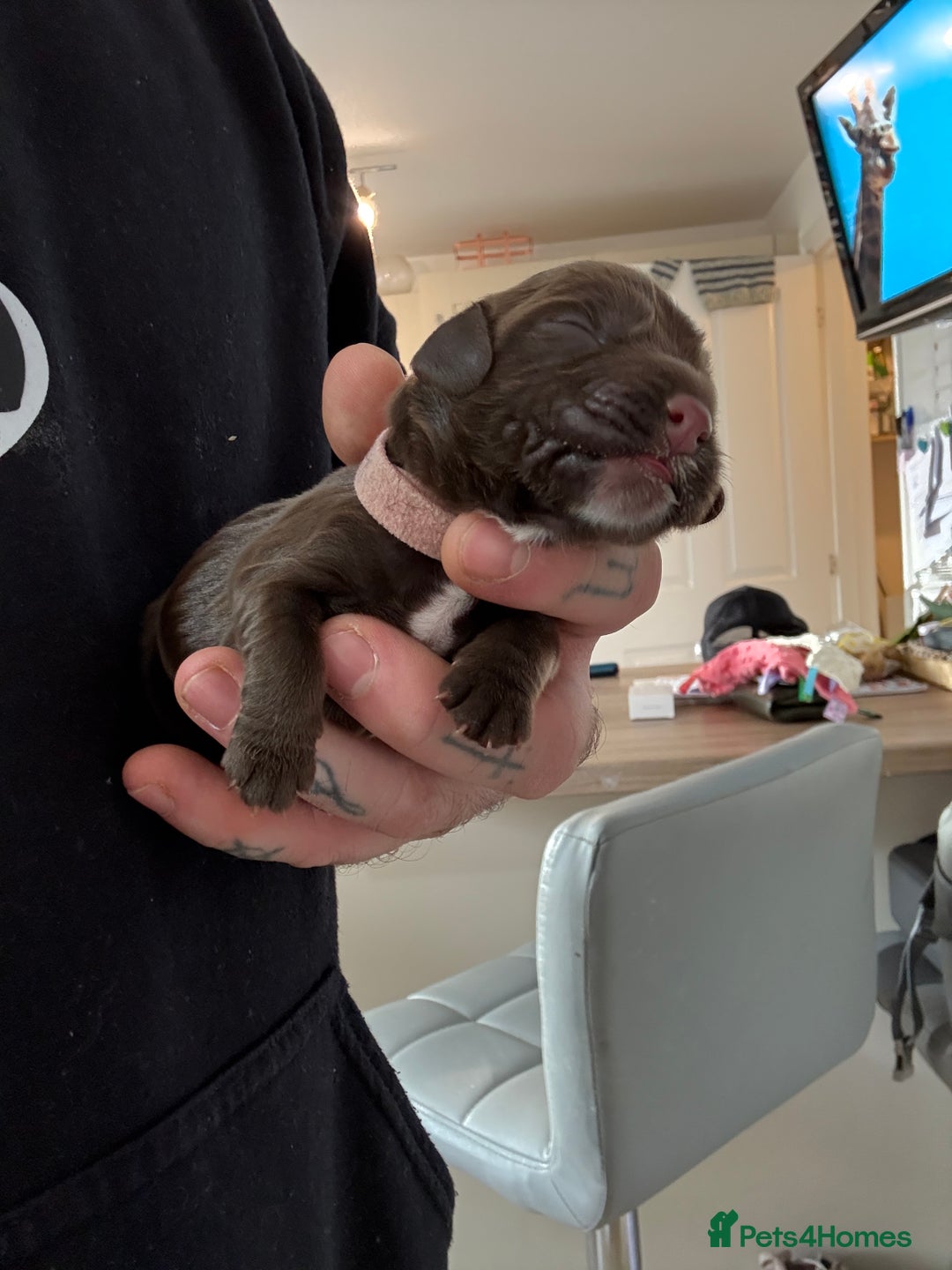 Cocker Spaniel dogs for sale: 6 beautiful Cocker Spaniel puppies.  - Advert 31