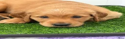 Golden Retriever dogs for sale: KC reg working golden retriever boys  - Advert 10