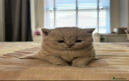 British Shorthair cats for sale: Champion Sired GCCF British Shorthair Kittens - Image 22
