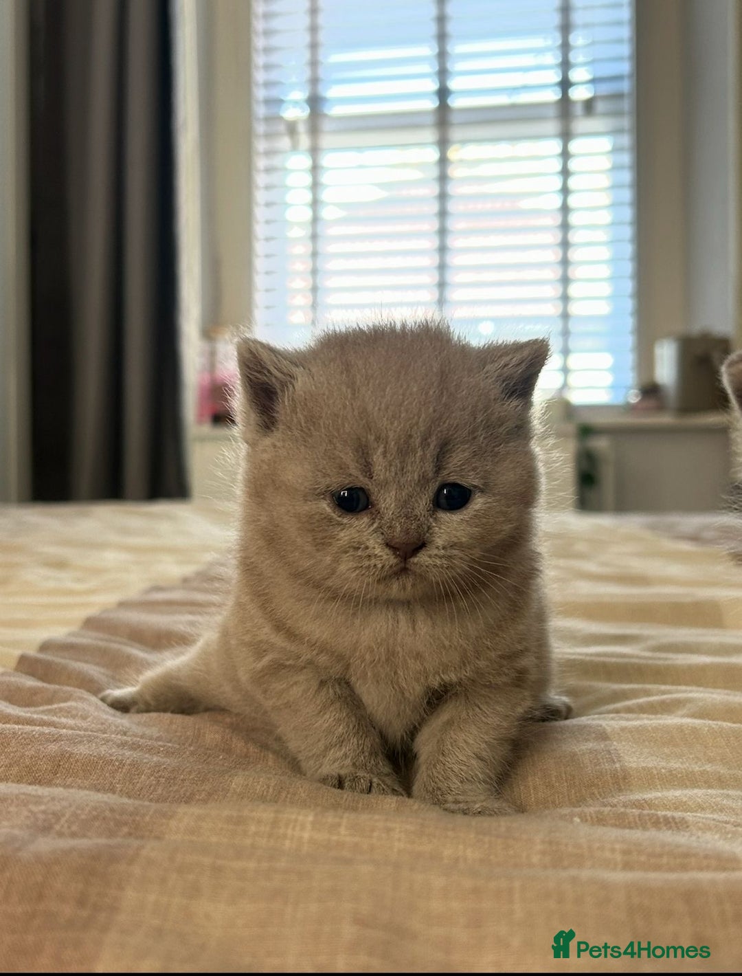 British Shorthair cats for sale: Champion Sired GCCF British Shorthair Kittens - Image 22