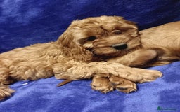 Cockapoo dogs for sale: Cockapoo - Image 4