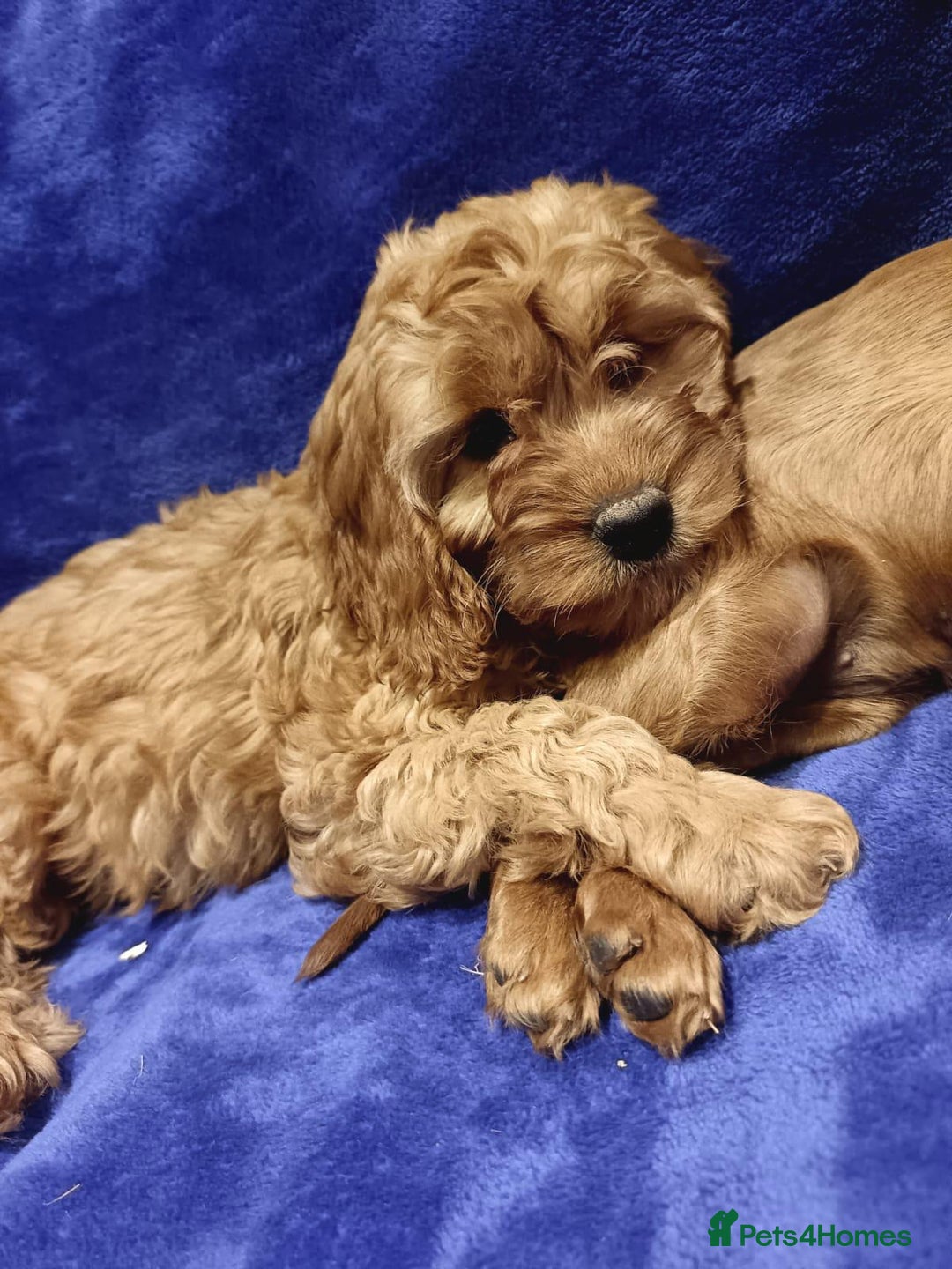 Cockapoo dogs for sale: Cockapoo - Image 4