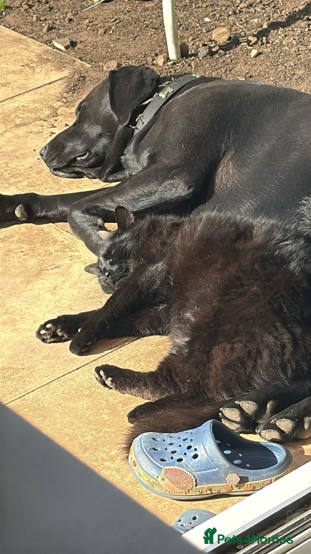 Labrador Retriever dogs for sale: 4 Year Old Labrador Retriever  - Advert 2