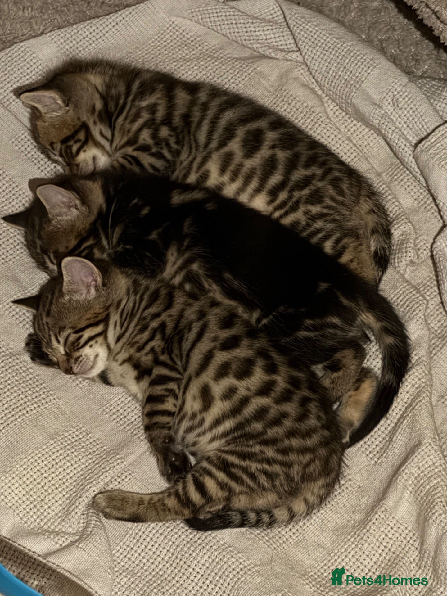Bengal cats for sale: 1/2 bengal kittens available - Advert 23