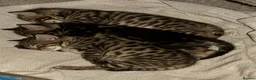 Bengal cats for sale: 1/2 bengal kittens available in London - Advert 8