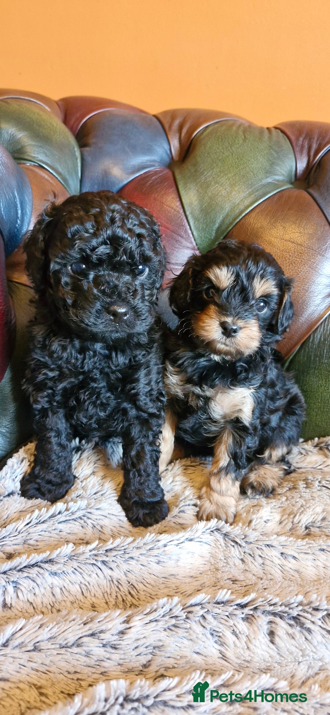 Cavapoo dogs for sale: Gorgeous f1b Cavapoo pups - Advert 17