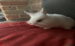 Dwarf Lop rabbits for sale: Dwraf Buinnes for Sale  - Advert 8