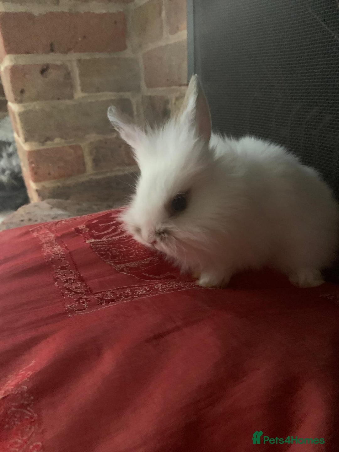 Dwarf Lop rabbits for sale: Dwraf Buinnes for Sale  - Advert 8