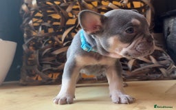 French Bulldog dogs for sale: Pedigree Frenchies - New Shade Isabella’s & Lilacs - Image 3