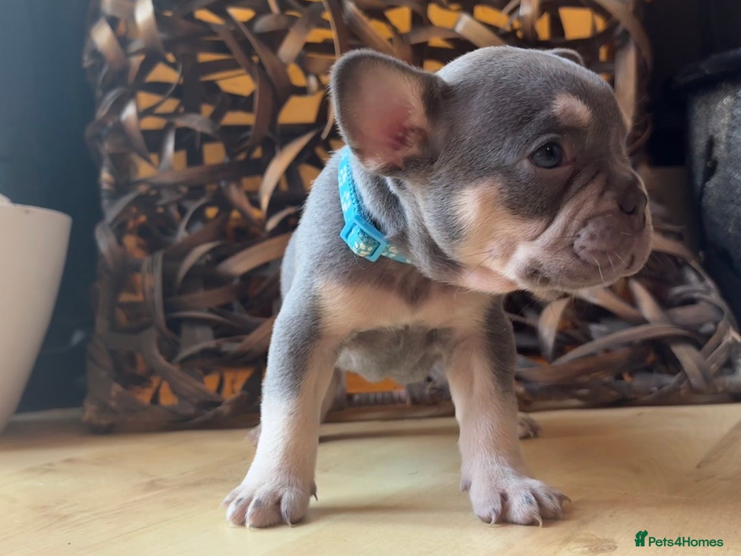 French Bulldog dogs for sale: Pedigree Frenchies - New Shade Isabella’s & Lilacs - Image 3
