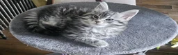 Maine Coon cats for sale: Lovely Maine Coon Kittens–5Available–Family Raised - Advert 23
