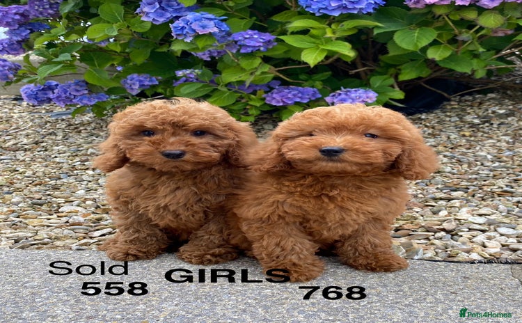 Cockapoo dogs - Advert 7