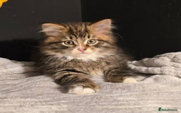 Siberian cats for sale: Siberian kittens Waiting list FIFe registrered - Image 11
