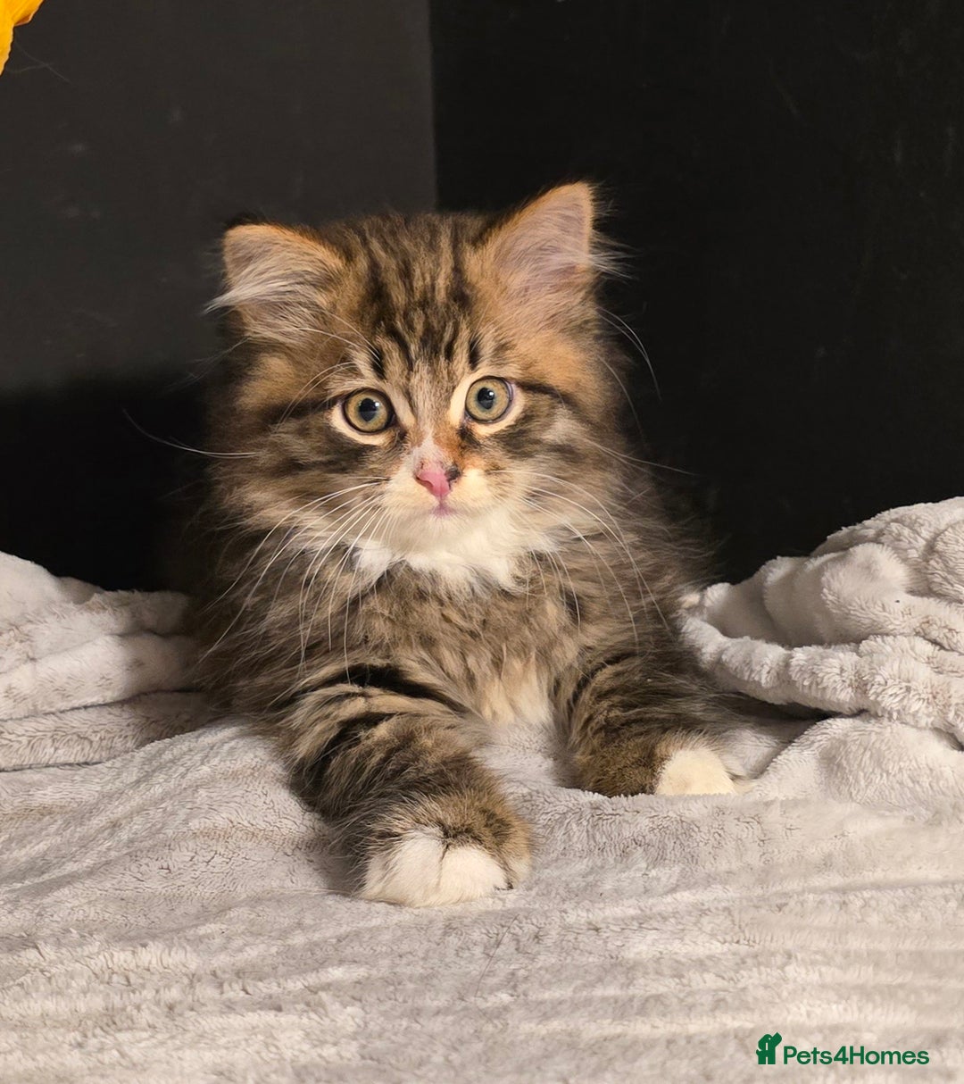 Siberian cats for sale: Siberian kittens Waiting list FIFe registrered - Image 11
