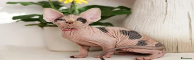 Sphynx Kitten 7