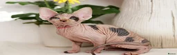 Sphynx cats for sale: Beautiful Pedigree Sphynx Kittens  - Advert 15