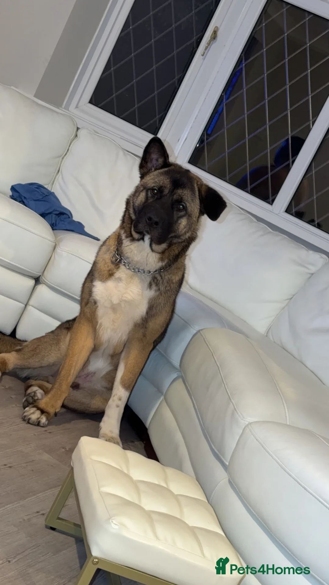 Akita dogs for sale: Maxi american akita - Advert 3