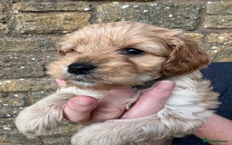 Cavachon dogs for sale: Cavapoochon puppies  - Image 19