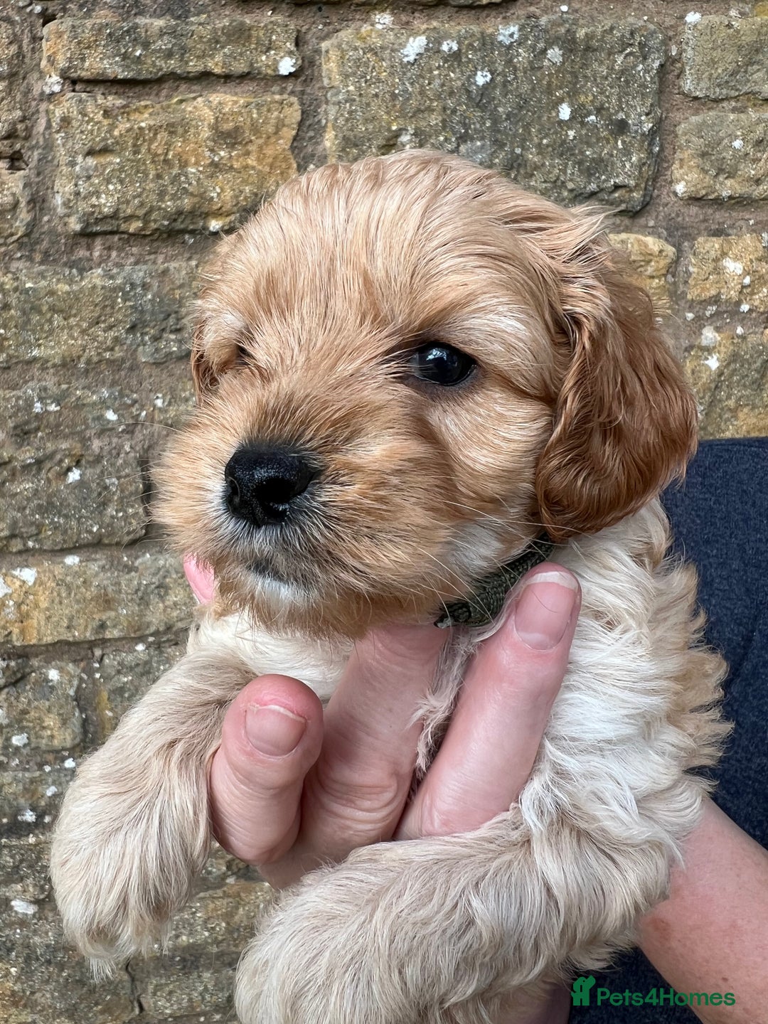 Cavachon dogs for sale: Cavapoochon puppies  - Image 19