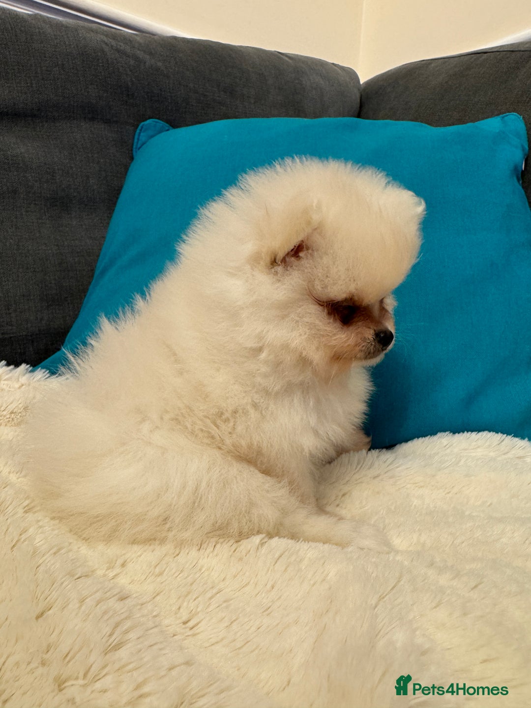 Pomeranian dogs for sale: ❤️Beautiful Pomeranian puppies❤️ - Advert 25