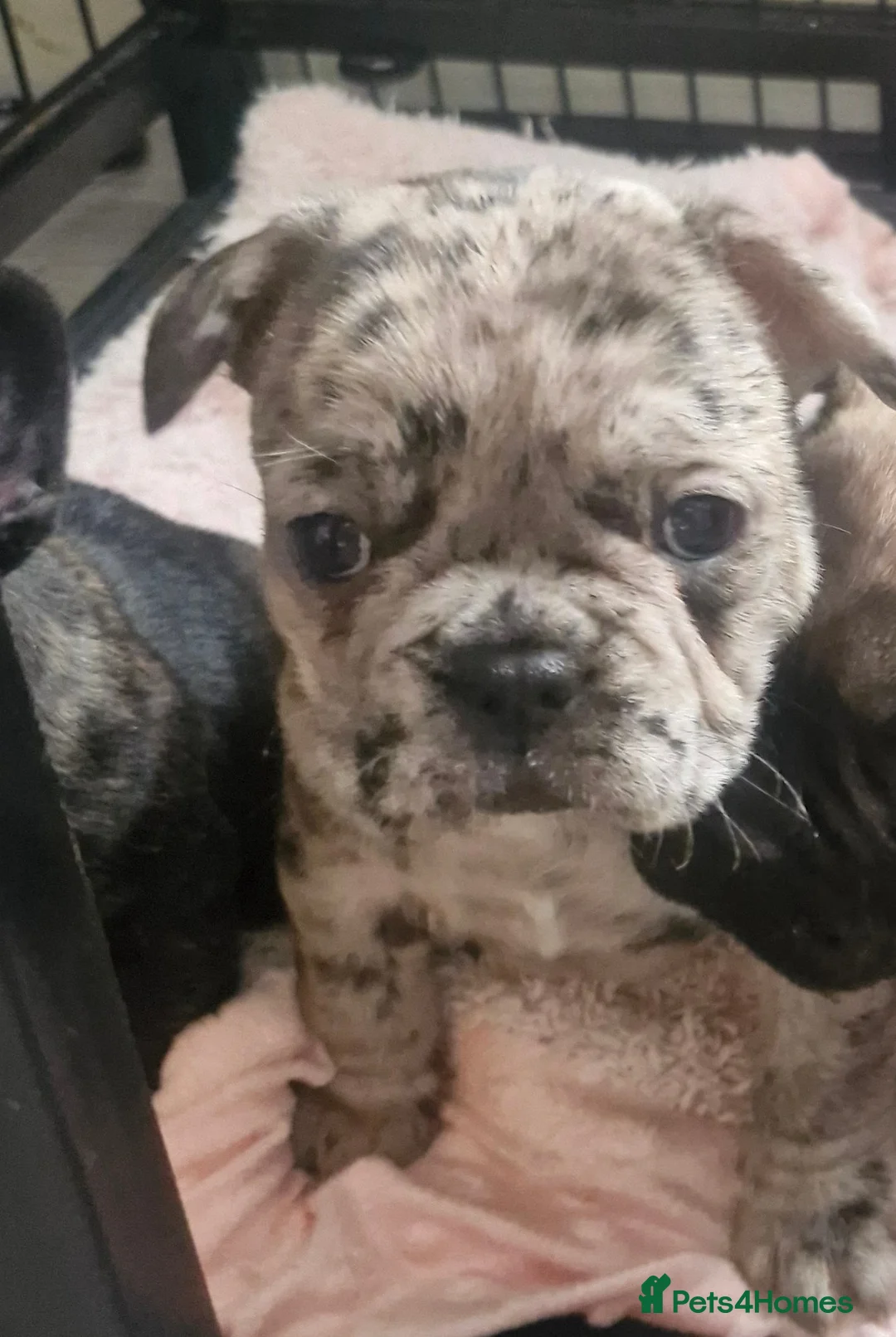 French Bulldog dogs for sale: Miss little French puppy  - Advert 2